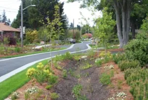 bioswale