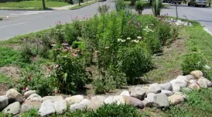 rainGarden1